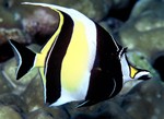 Moorish Idol