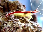 Pacific cleaner shrimp