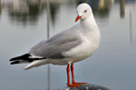 real seagull