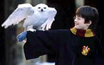 Hedwig from Philosopher's Stone