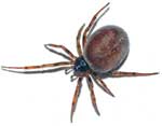 Steatoda